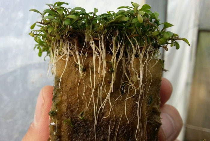Тестове за устойчивост на корените